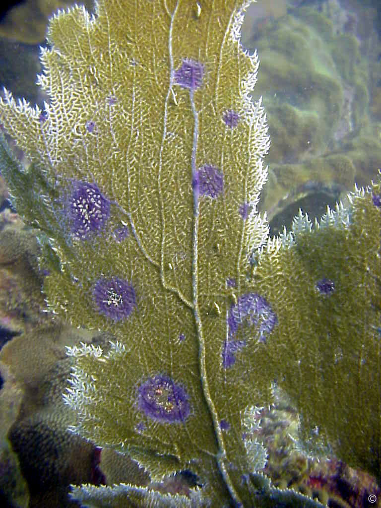 Gorgonia ventalina